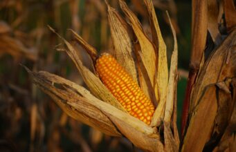 Mais: Verdopplung wie 2008 droht jetzt! Mais