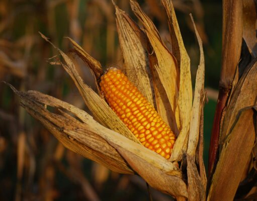 Mais: Verdopplung wie 2008 droht jetzt! Mais